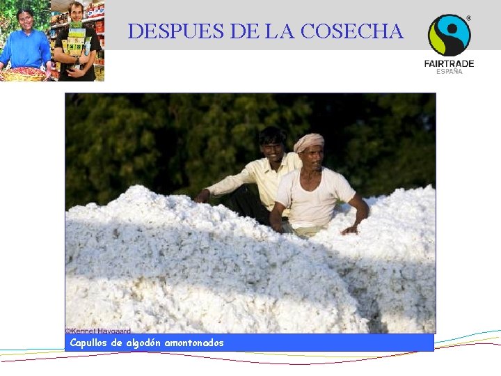 DESPUES DE LA COSECHA © Didier Gentilhomme Capullos de algodón amontonados 