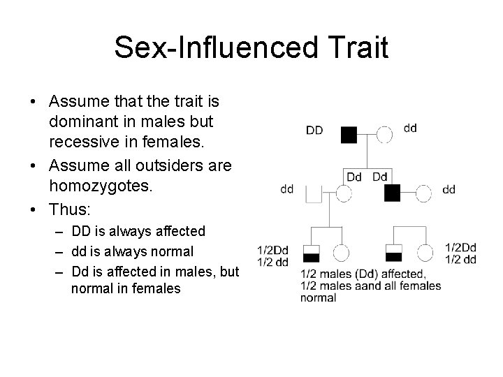 Sex-Influenced Trait • Assume that the trait is dominant in males but recessive in