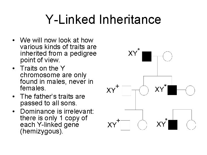 Y-Linked Inheritance • We will now look at how various kinds of traits are
