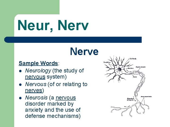 Neur, Nerve Sample Words: l Neurology (the study of nervous system) l Nervous (of
