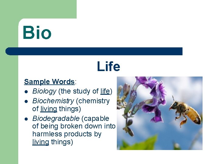 Bio Life Sample Words: l Biology (the study of life) l Biochemistry (chemistry of