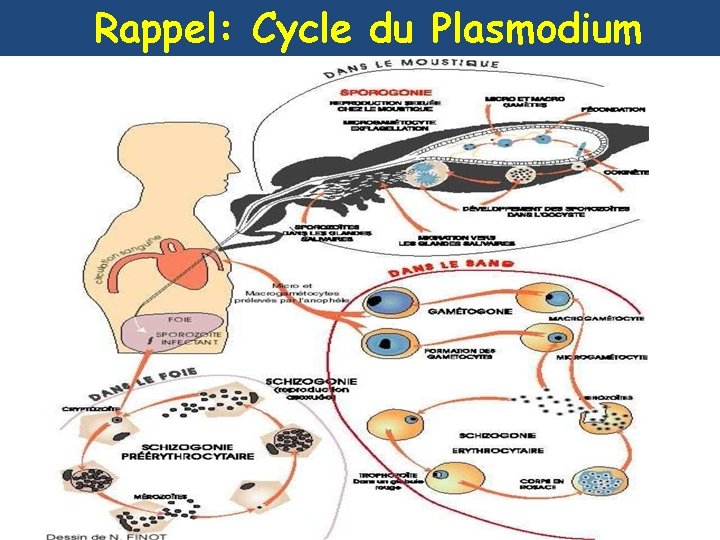 Rappel: Cycle du Plasmodium 