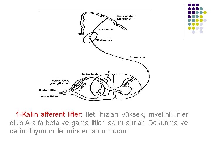 1 -Kalın afferent lifler: İleti hızları yüksek, myelinli lifler olup A alfa, beta ve
