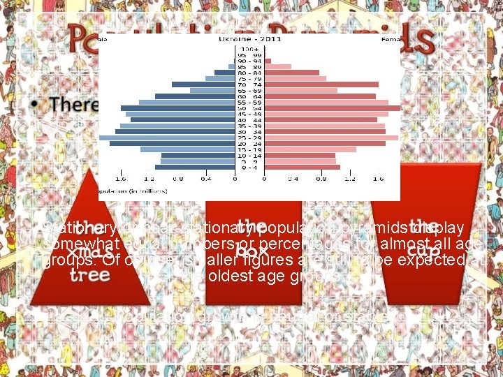 Stationary or near-stationary population pyramids display somewhat equal numbers or percentages for almost all