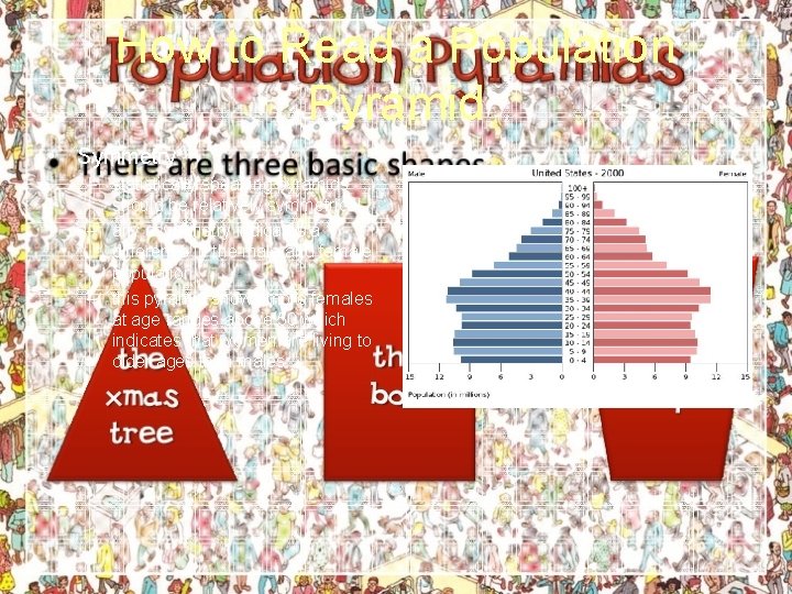How to Read a Population Pyramid • Symmetry – statistically speaking pyramids should be