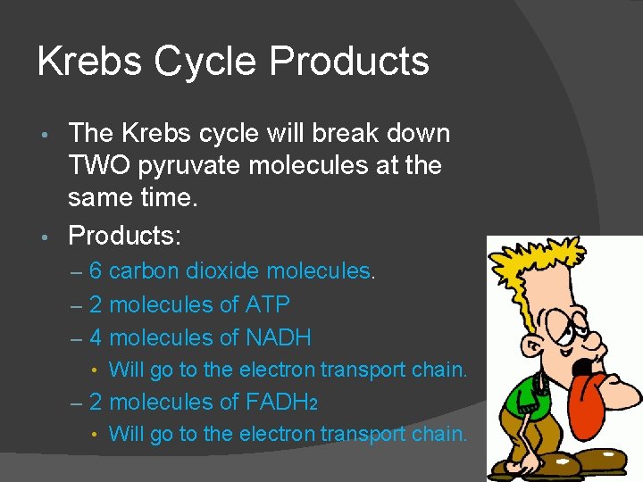 Krebs Cycle Products The Krebs cycle will break down TWO pyruvate molecules at the