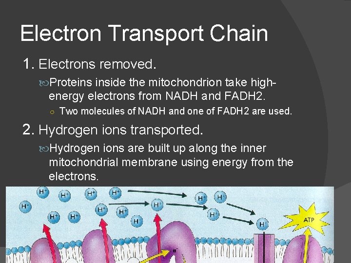 Electron Transport Chain 1. Electrons removed. Proteins inside the mitochondrion take high- energy electrons