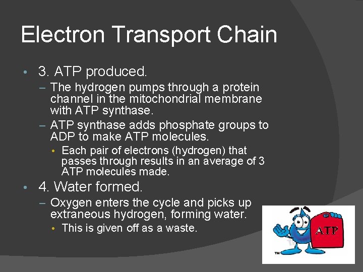 Electron Transport Chain • 3. ATP produced. – The hydrogen pumps through a protein