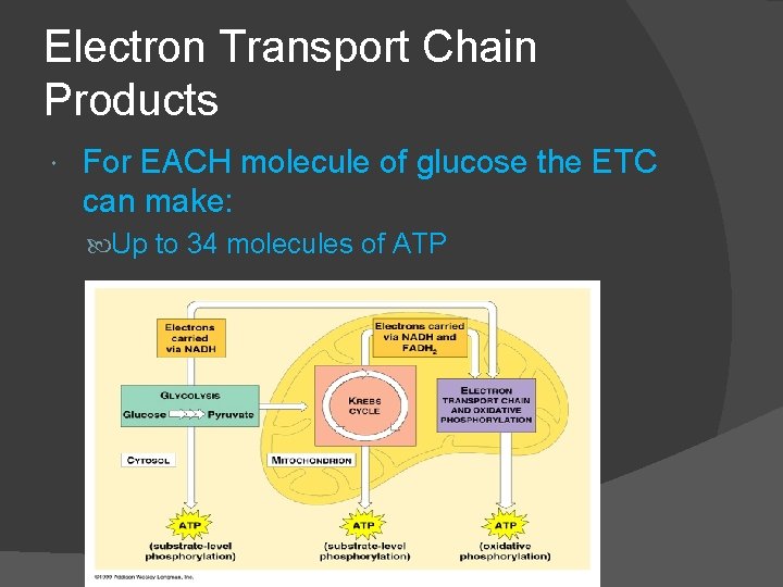 Electron Transport Chain Products For EACH molecule of glucose the ETC can make: Up