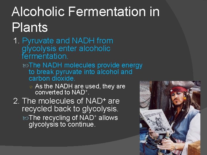 Alcoholic Fermentation in Plants 1. Pyruvate and NADH from glycolysis enter alcoholic fermentation. The