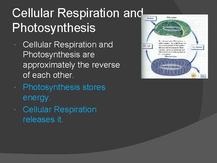 Cellular Respiration and Photosynthesis are approximately the reverse of each other. Photosynthesis stores energy.