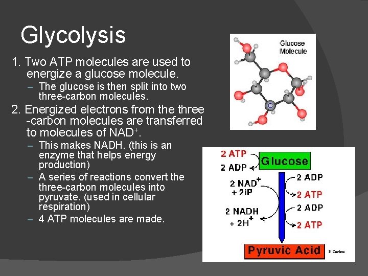 Glycolysis 1. Two ATP molecules are used to energize a glucose molecule. – The