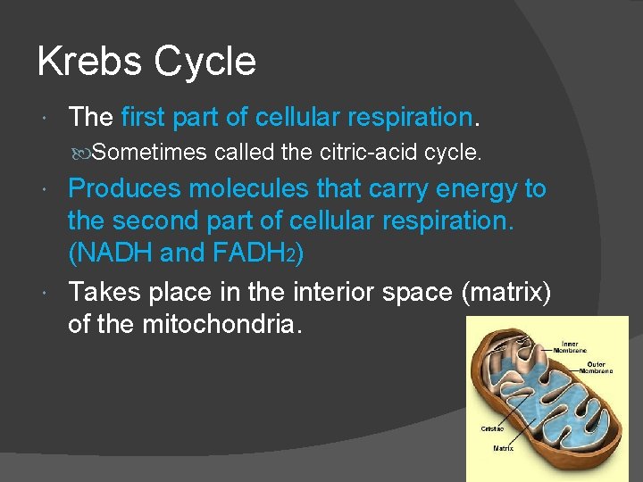 Krebs Cycle The first part of cellular respiration. Sometimes called the citric-acid cycle. Produces