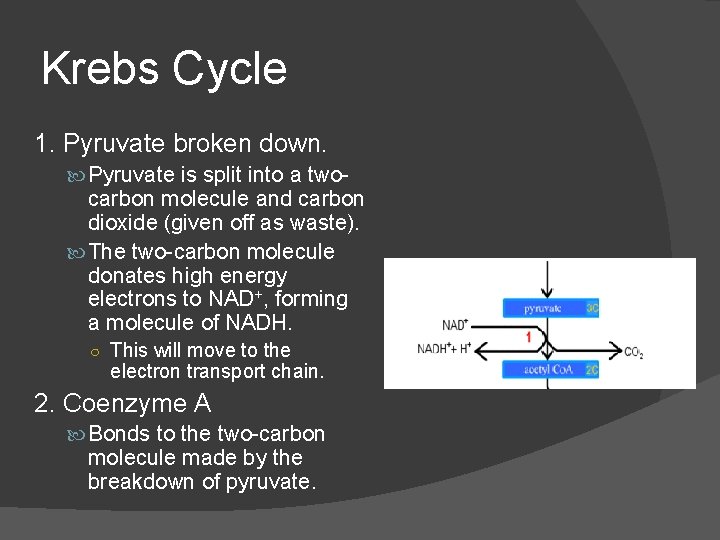 Krebs Cycle 1. Pyruvate broken down. Pyruvate is split into a two- carbon molecule