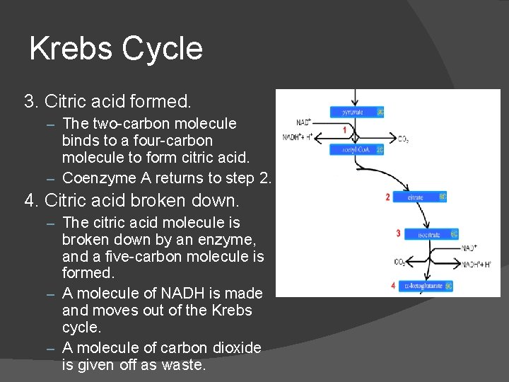 Krebs Cycle 3. Citric acid formed. – The two-carbon molecule binds to a four-carbon