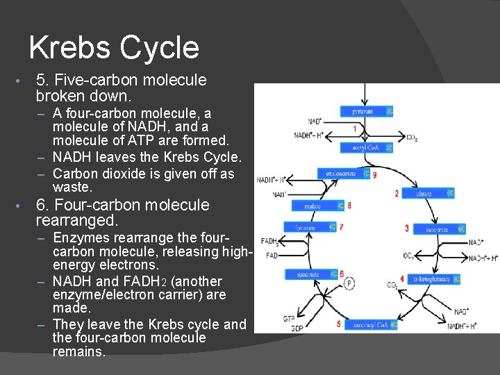 Krebs Cycle • 5. Five-carbon molecule broken down. – A four-carbon molecule, a molecule