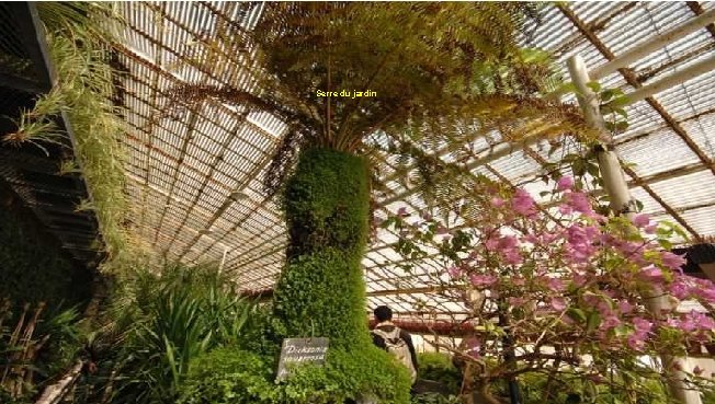 Serre du jardin 