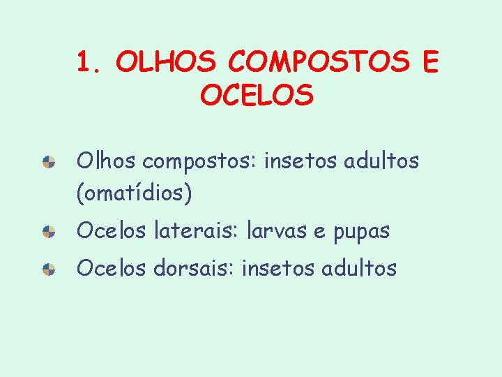 1. OLHOS COMPOSTOS E OCELOS Olhos compostos: insetos adultos (omatídios) Ocelos laterais: larvas e 1. OLHOS COMPOSTOS E OCELOS Olhos compostos: insetos adultos (omatídios) Ocelos laterais: larvas e