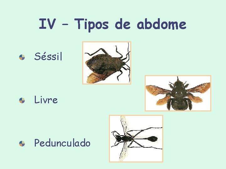 IV – Tipos de abdome Séssil Livre Pedunculado IV – Tipos de abdome Séssil Livre Pedunculado