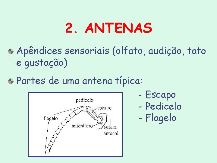 2. ANTENAS Apêndices sensoriais (olfato, audição, tato e gustação) Partes de uma antena típica: 2. ANTENAS Apêndices sensoriais (olfato, audição, tato e gustação) Partes de uma antena típica:
