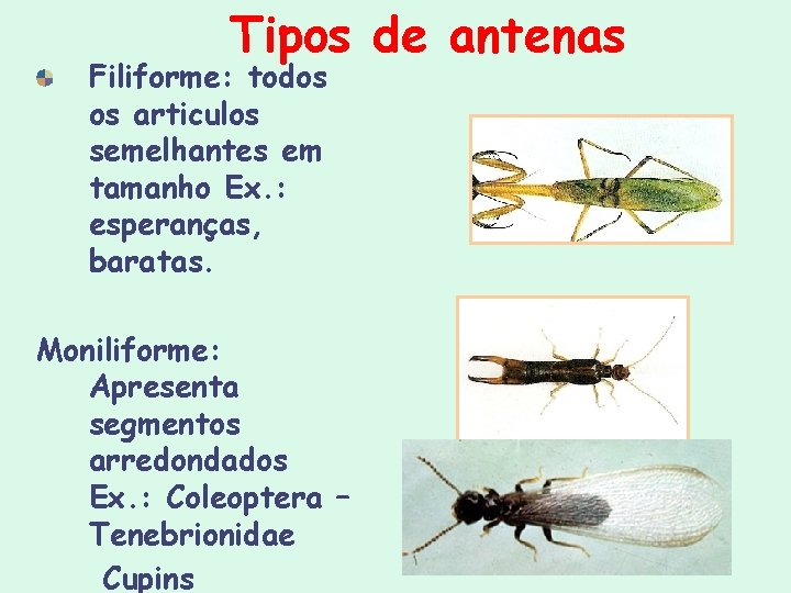 Tipos de antenas Filiforme: todos os articulos semelhantes em tamanho Ex. : esperanças, baratas. Tipos de antenas Filiforme: todos os articulos semelhantes em tamanho Ex. : esperanças, baratas.