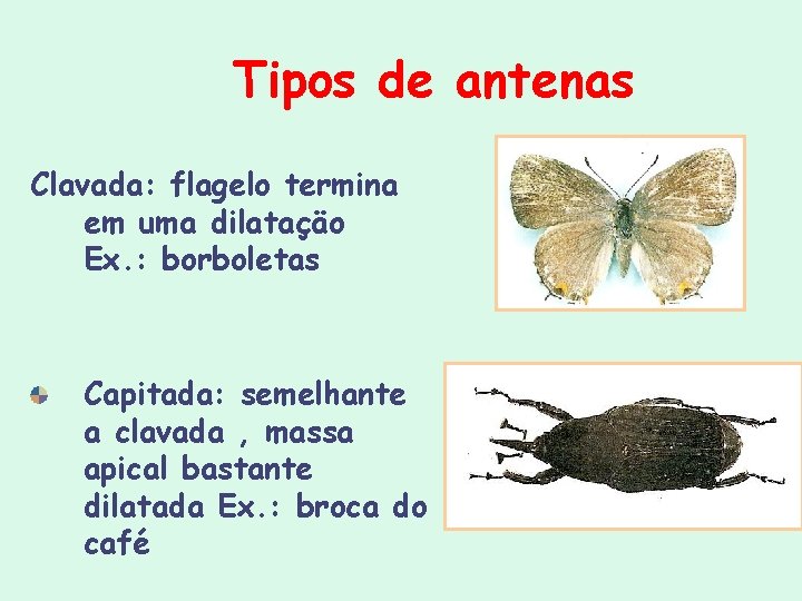 Tipos de antenas Clavada: flagelo termina em uma dilataçäo Ex. : borboletas Capitada: semelhante Tipos de antenas Clavada: flagelo termina em uma dilataçäo Ex. : borboletas Capitada: semelhante