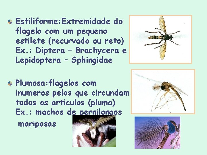 Estiliforme: Extremidade do flagelo com um pequeno estilete (recurvado ou reto) Ex. : Diptera Estiliforme: Extremidade do flagelo com um pequeno estilete (recurvado ou reto) Ex. : Diptera