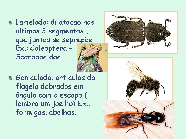 Lamelada: dilataçao nos ultimos 3 segmentos , que juntos se seprepõe Ex. : Coleoptera Lamelada: dilataçao nos ultimos 3 segmentos , que juntos se seprepõe Ex. : Coleoptera