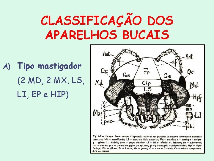 CLASSIFICAÇÃO DOS APARELHOS BUCAIS A) Tipo mastigador (2 MD, 2 MX, LS, LI, EP CLASSIFICAÇÃO DOS APARELHOS BUCAIS A) Tipo mastigador (2 MD, 2 MX, LS, LI, EP