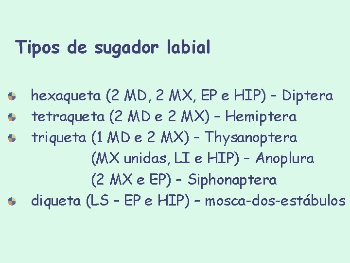 Tipos de sugador labial hexaqueta (2 MD, 2 MX, EP e HIP) – Diptera Tipos de sugador labial hexaqueta (2 MD, 2 MX, EP e HIP) – Diptera