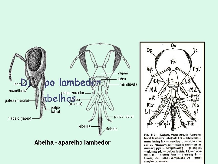D) Tipo lambedor - abelhas D) Tipo lambedor - abelhas