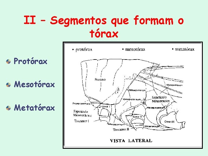 II – Segmentos que formam o tórax Protórax Mesotórax Metatórax II – Segmentos que formam o tórax Protórax Mesotórax Metatórax