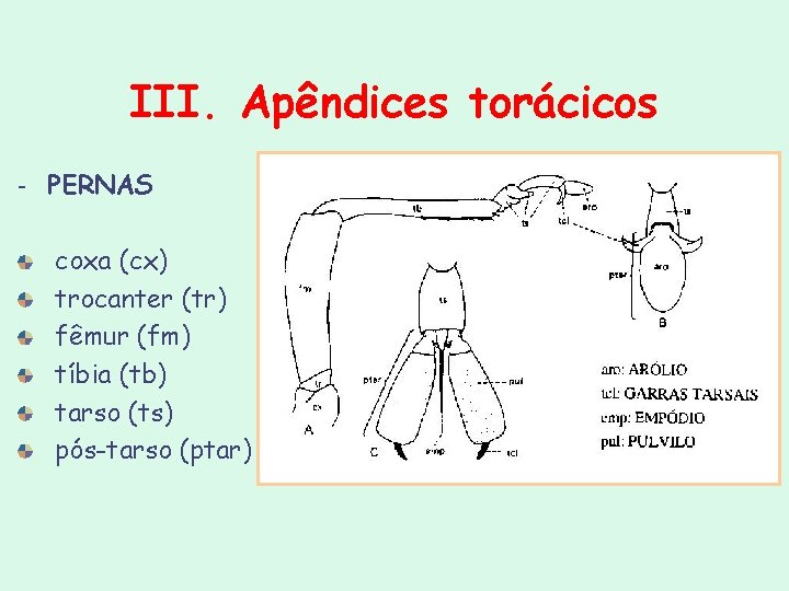 III. Apêndices torácicos - PERNAS coxa (cx) trocanter (tr) fêmur (fm) tíbia (tb) tarso III. Apêndices torácicos - PERNAS coxa (cx) trocanter (tr) fêmur (fm) tíbia (tb) tarso