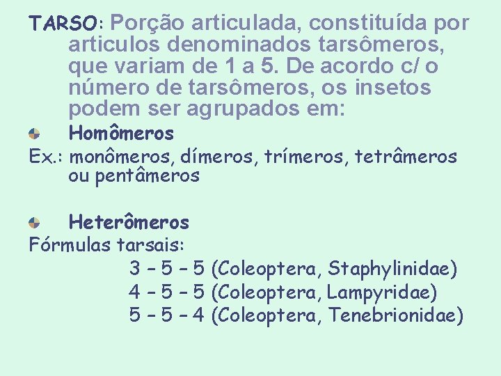 TARSO: Porção articulada, constituída por articulos denominados tarsômeros, que variam de 1 a 5. TARSO: Porção articulada, constituída por articulos denominados tarsômeros, que variam de 1 a 5.