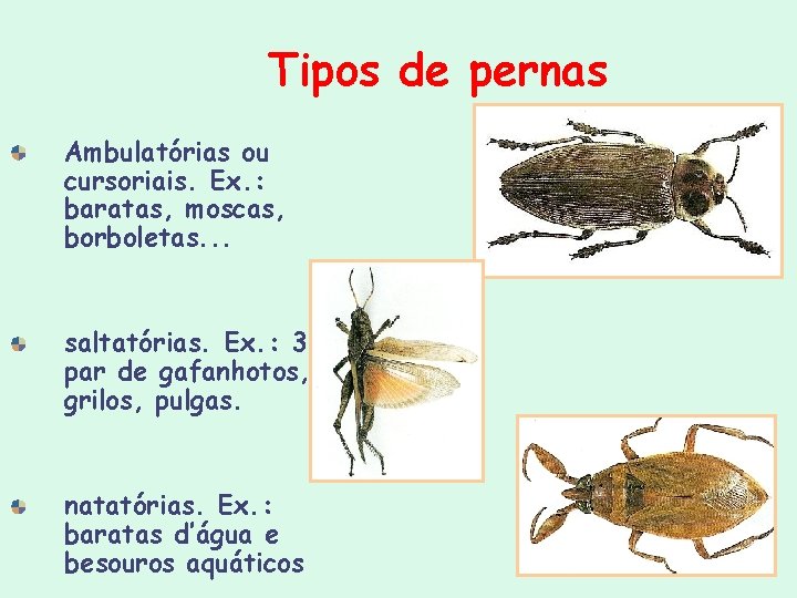 Tipos de pernas Ambulatórias ou cursoriais. Ex. : baratas, moscas, borboletas. . . saltatórias. Tipos de pernas Ambulatórias ou cursoriais. Ex. : baratas, moscas, borboletas. . . saltatórias.