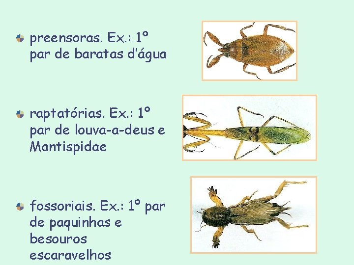 preensoras. Ex. : 1º par de baratas d’água raptatórias. Ex. : 1º par de preensoras. Ex. : 1º par de baratas d’água raptatórias. Ex. : 1º par de