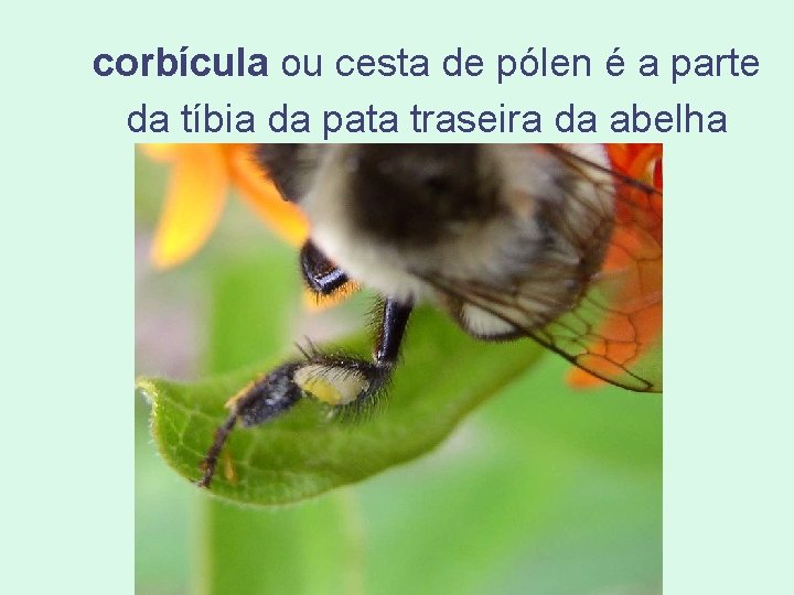 corbícula ou cesta de pólen é a parte da tíbia da pata traseira da corbícula ou cesta de pólen é a parte da tíbia da pata traseira da