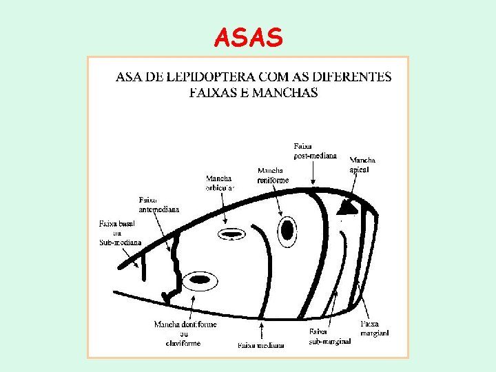ASAS ASAS