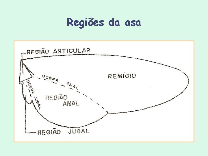 Regiões da asa Regiões da asa