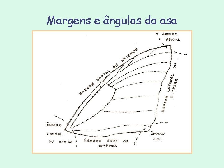 Margens e ângulos da asa Margens e ângulos da asa