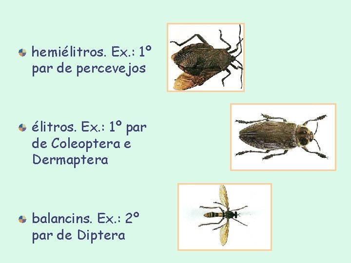hemiélitros. Ex. : 1º par de percevejos élitros. Ex. : 1º par de Coleoptera hemiélitros. Ex. : 1º par de percevejos élitros. Ex. : 1º par de Coleoptera