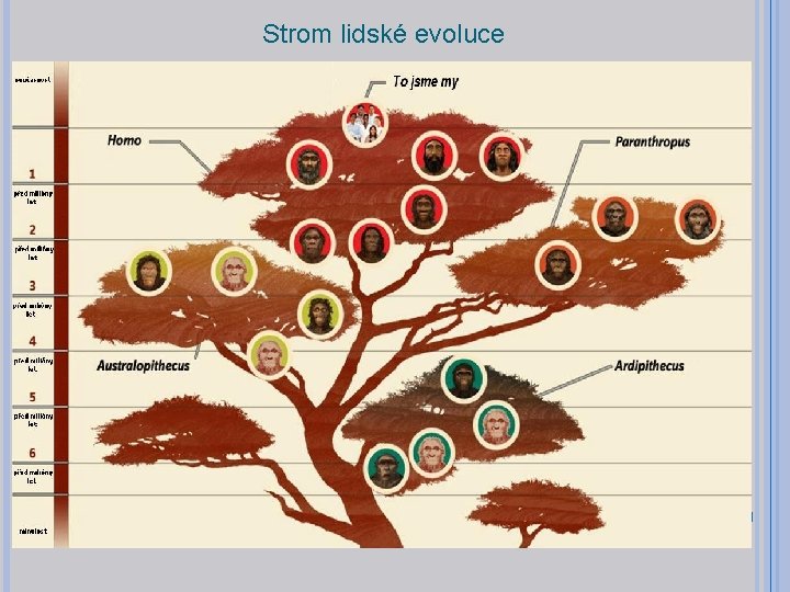 Strom lidské evoluce 