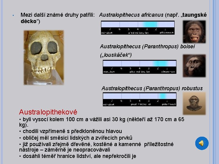  • Mezi další známé druhy patřili: Australopithecus africanus (např. „taungské děcko“) Australopithecus (Paranthropus)