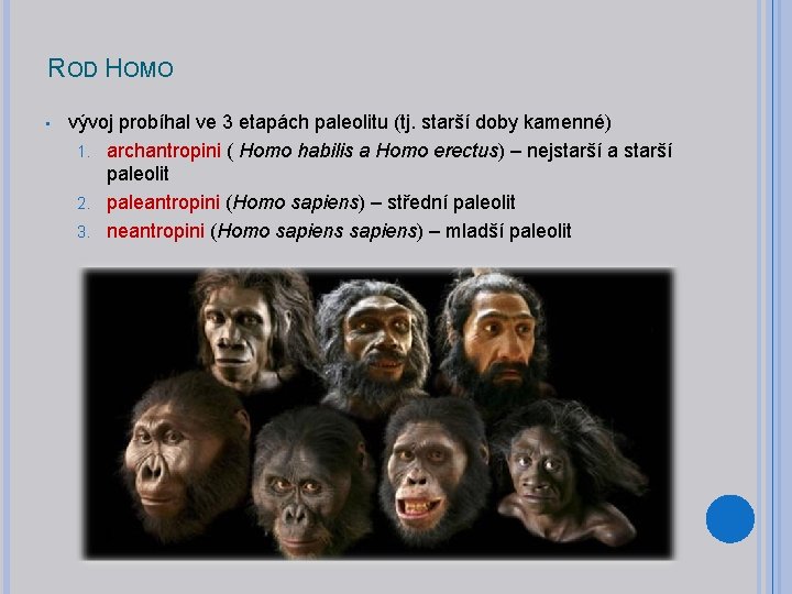 ROD HOMO • vývoj probíhal ve 3 etapách paleolitu (tj. starší doby kamenné) 1.