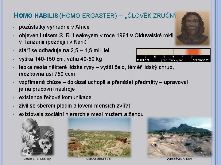 HOMO HABILIS (HOMO ERGASTER) – „ČLOVĚK ZRUČNÝ“ • pozůstatky výhradně v Africe • objeven