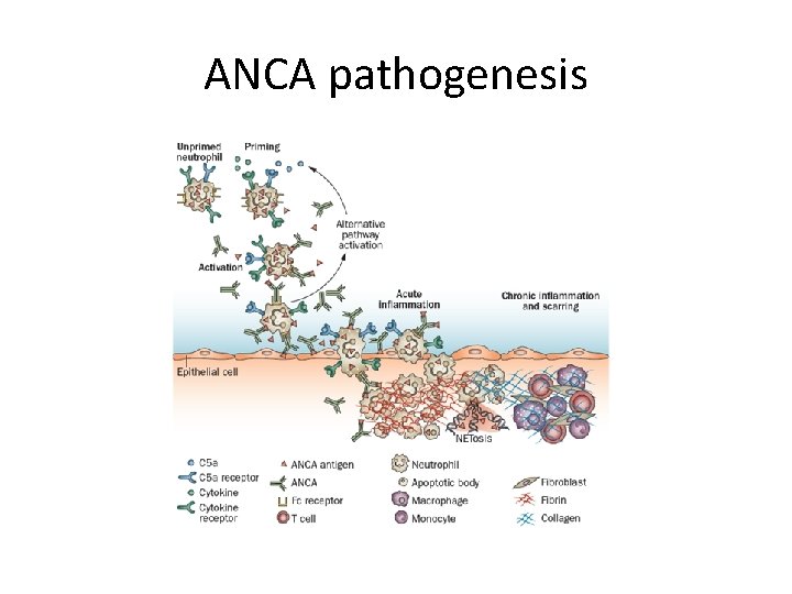 ANCA pathogenesis 