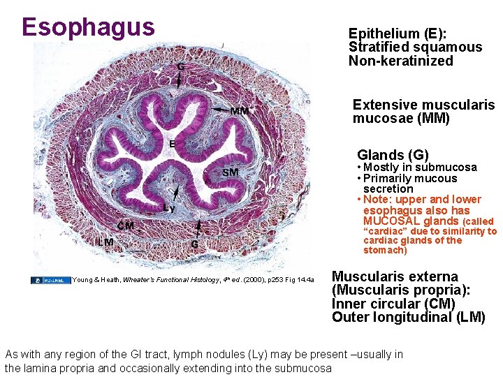 Esophagus Epithelium (E): Stratified squamous Non-keratinized Extensive muscularis mucosae (MM) Glands (G) • Mostly