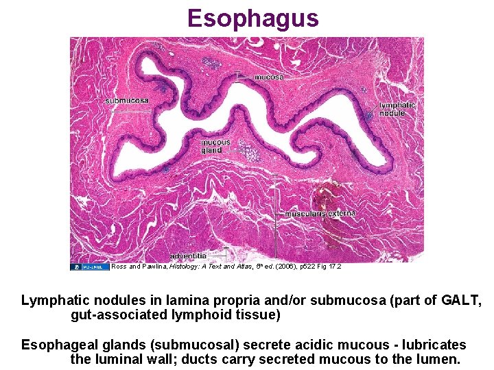 Esophagus Ross and Pawlina, Histology: A Text and Atlas, 5 th ed. (2006), p