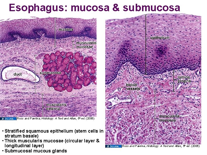 Esophagus: mucosa & submucosa Ross and Pawlina, Histology: A Text and Atlas, 5 th