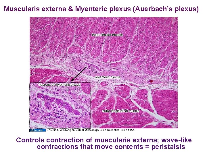 Muscularis externa & Myenteric plexus (Auerbach’s plexus) University of Michigan Virtual Microscopy Slide Collection,